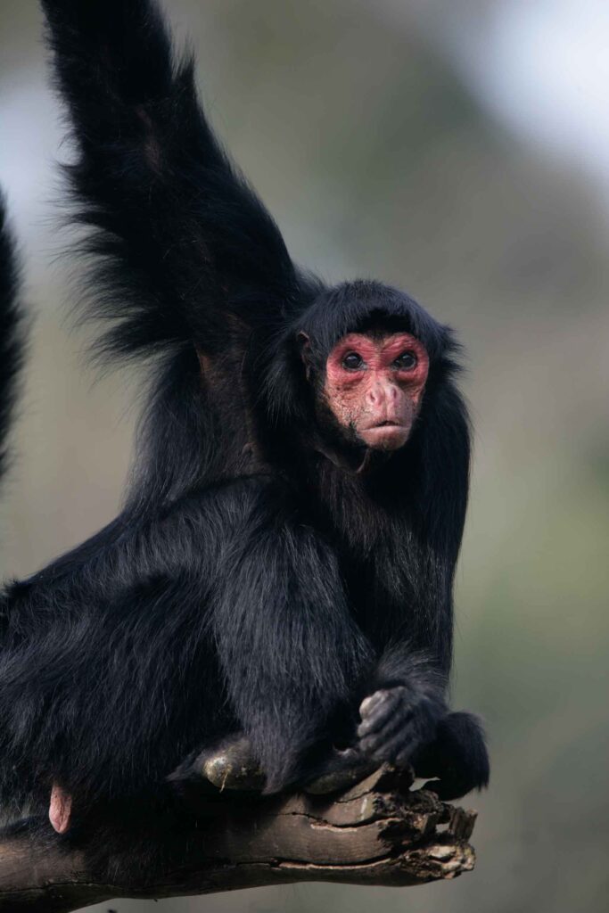 Red-faced spider monkey