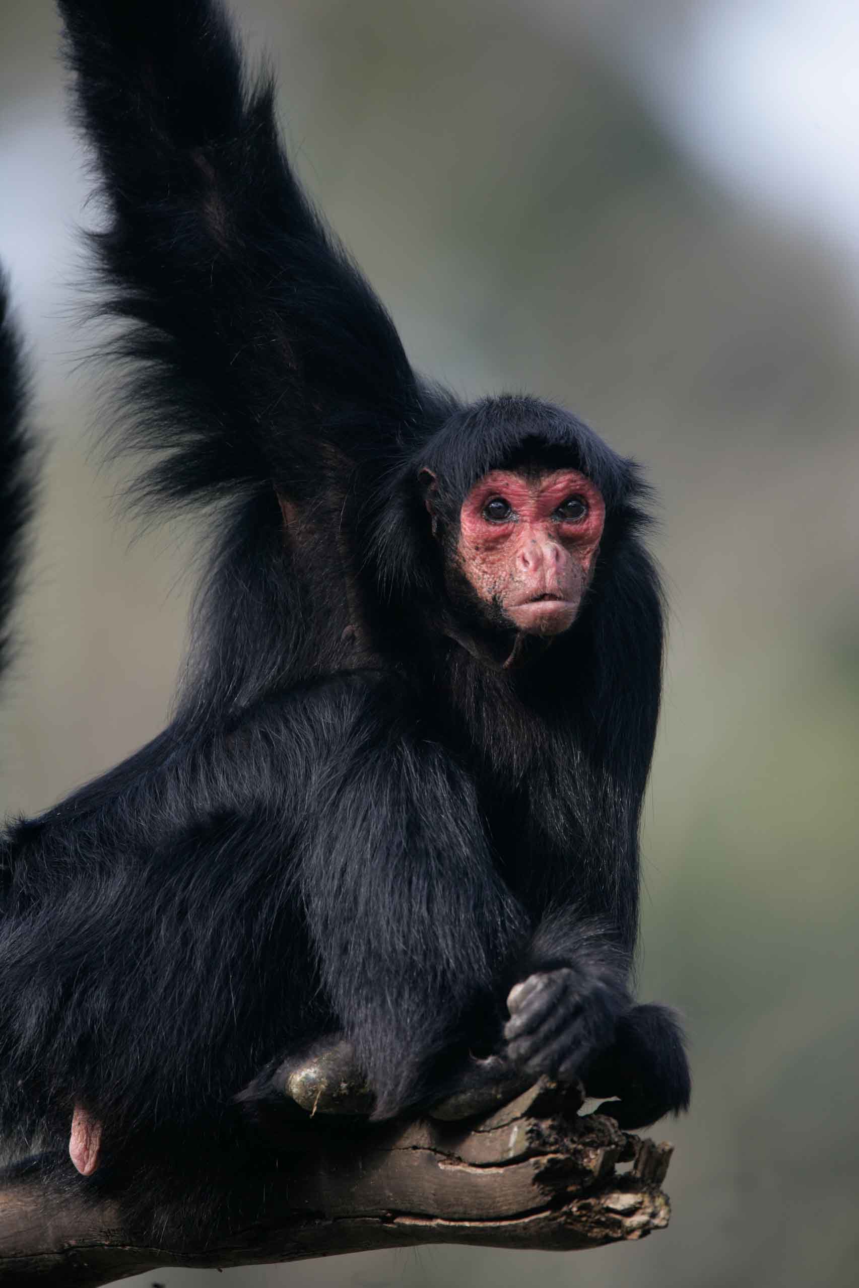 Monkeys Beware!  The Biggest Threats In The Amazon - 7iyhdwp