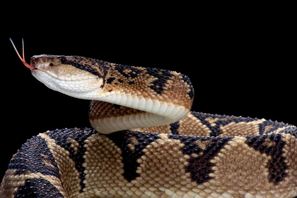 South American bushmaster snake