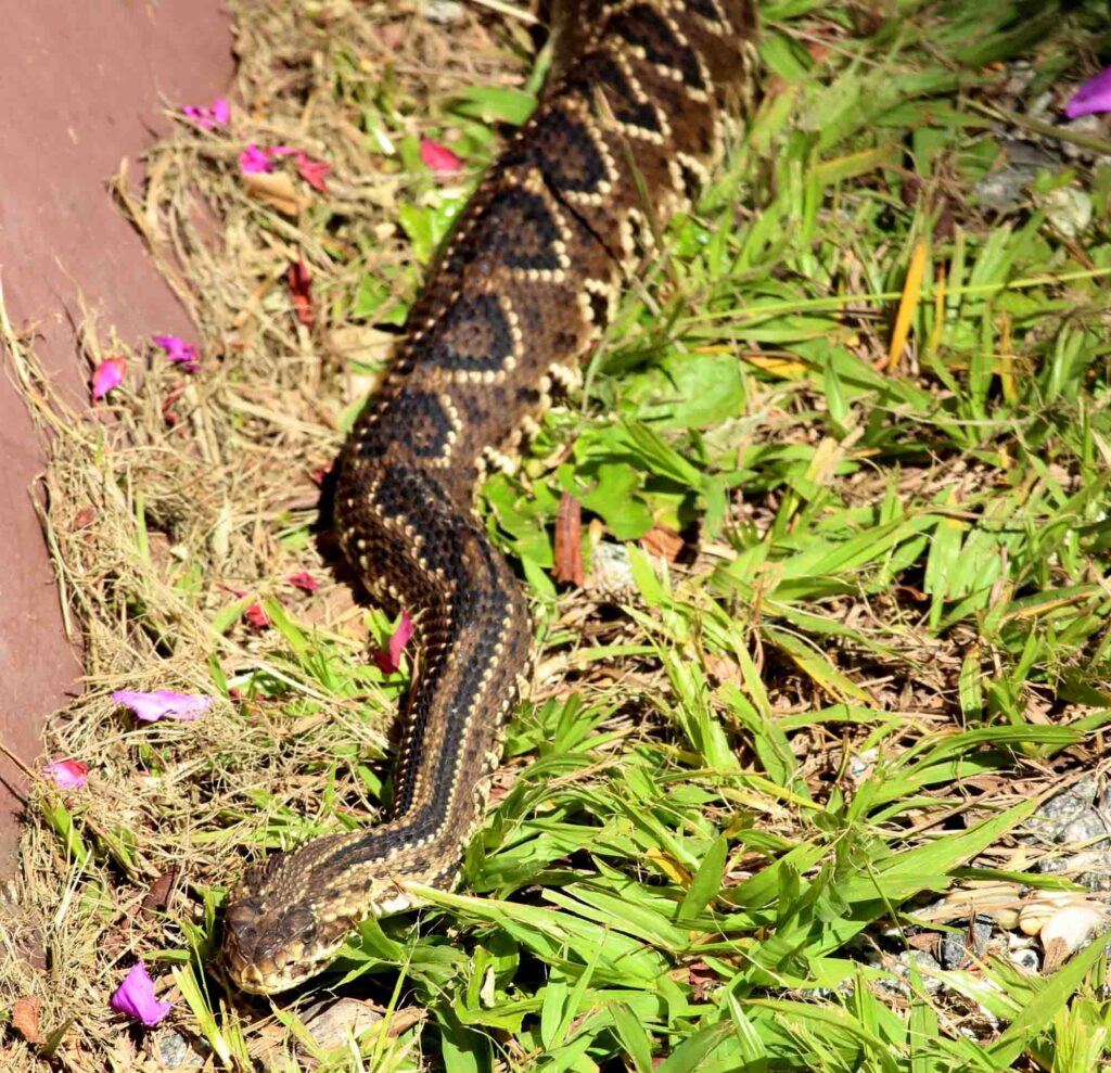 South American rattlesnake