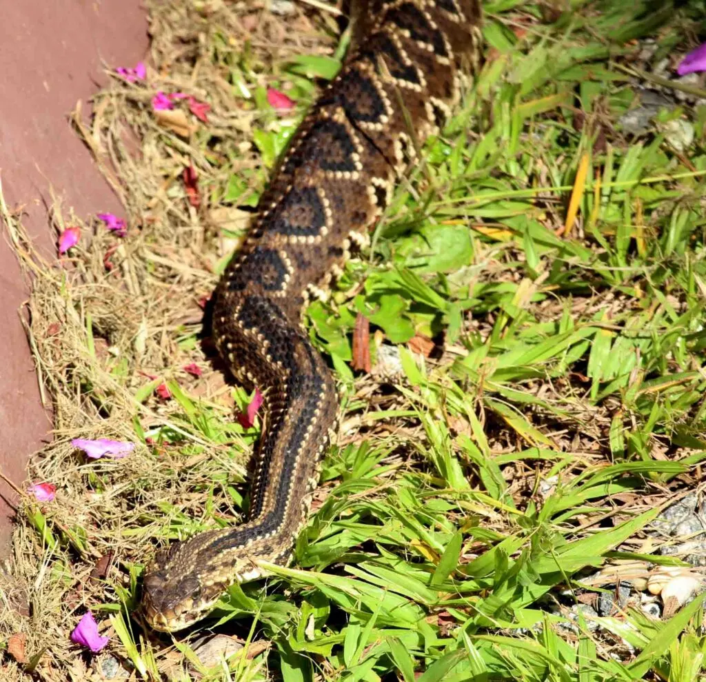 South American rattlesnake