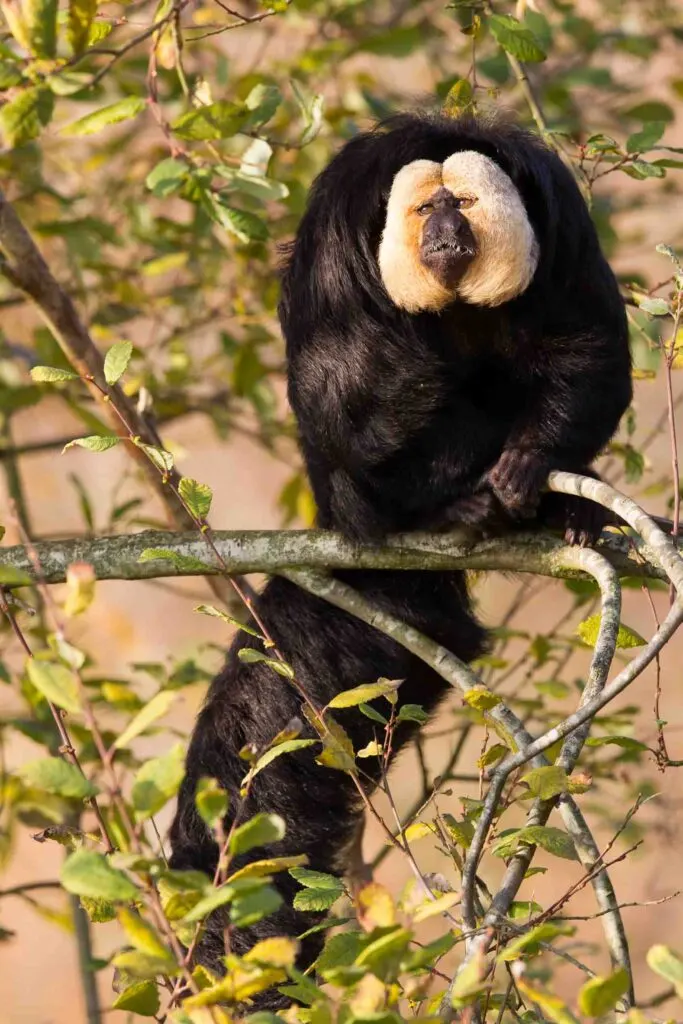 White-faced Saki