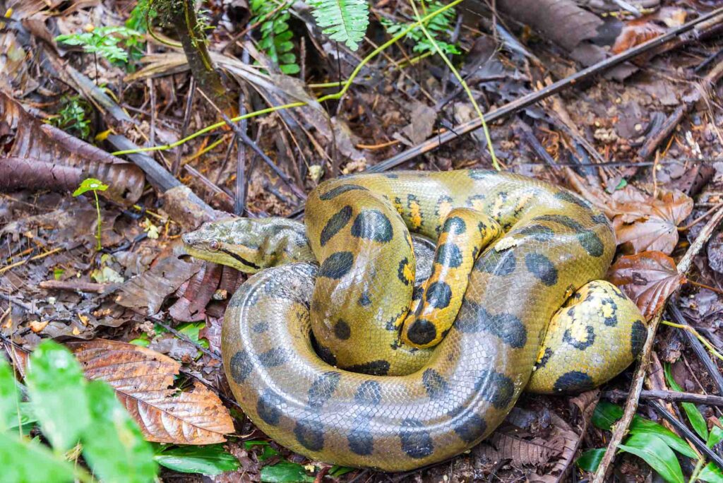 Yellow Anaconda snake