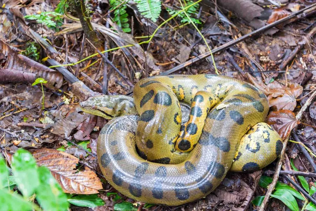 Yellow Anaconda snake