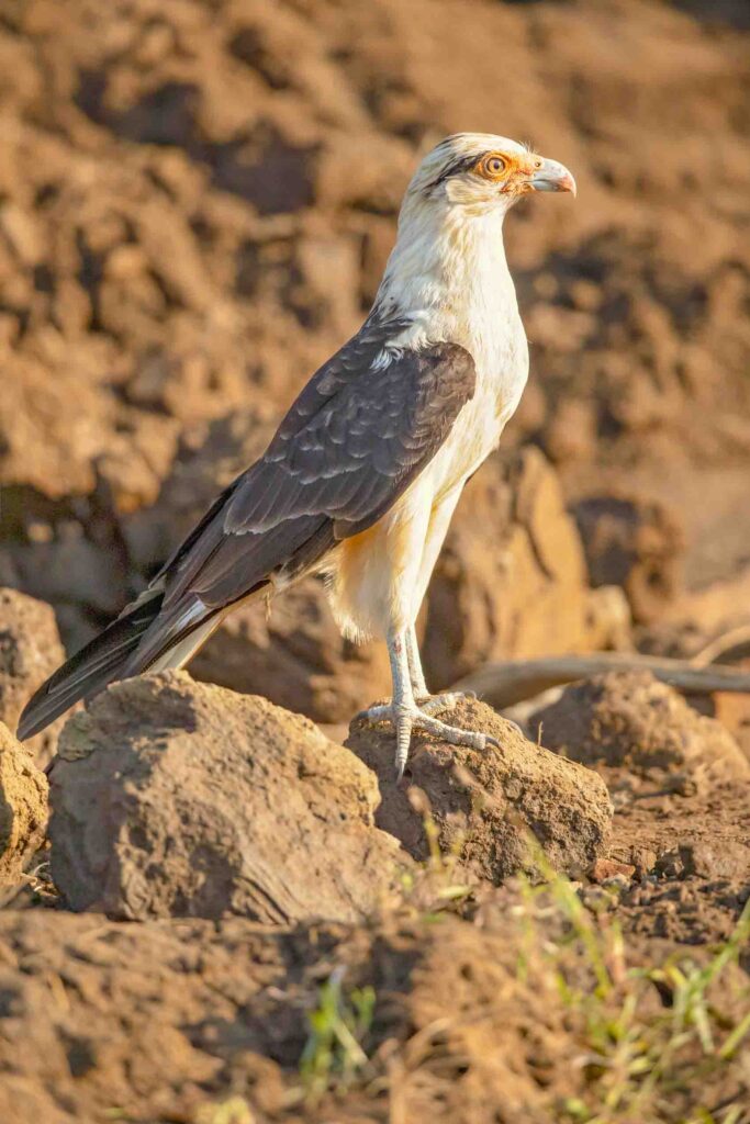 Yellow-headed-caracara bird