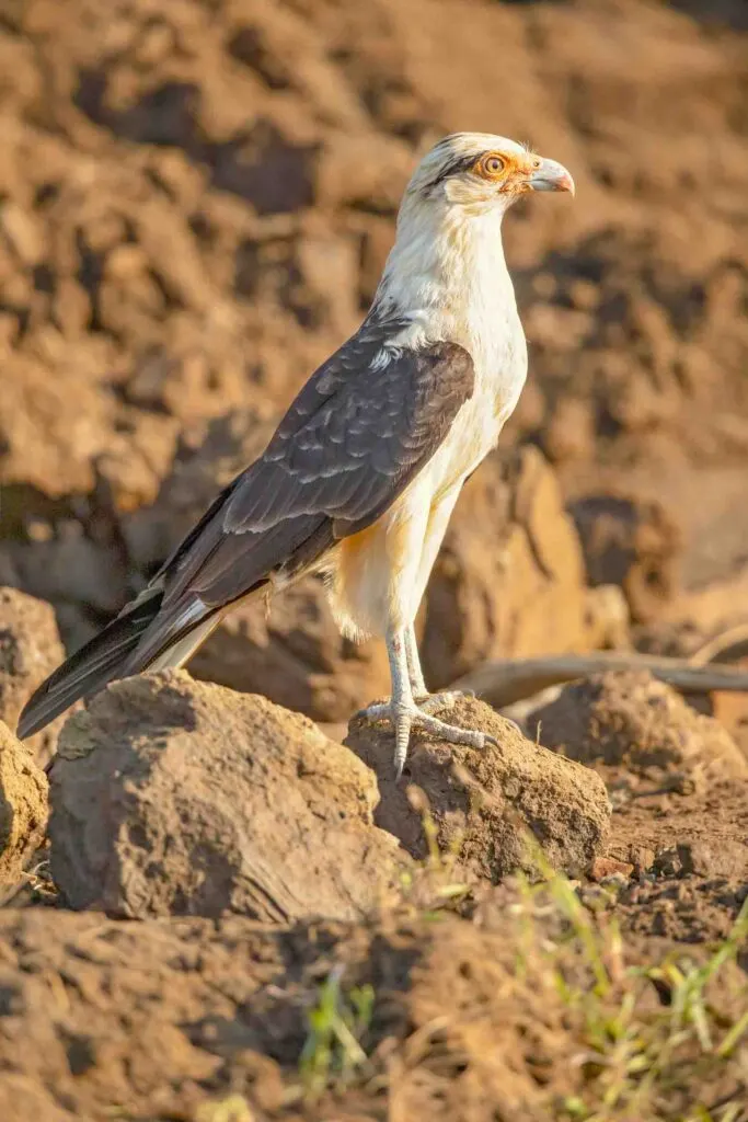 Yellow-headed-caracara bird