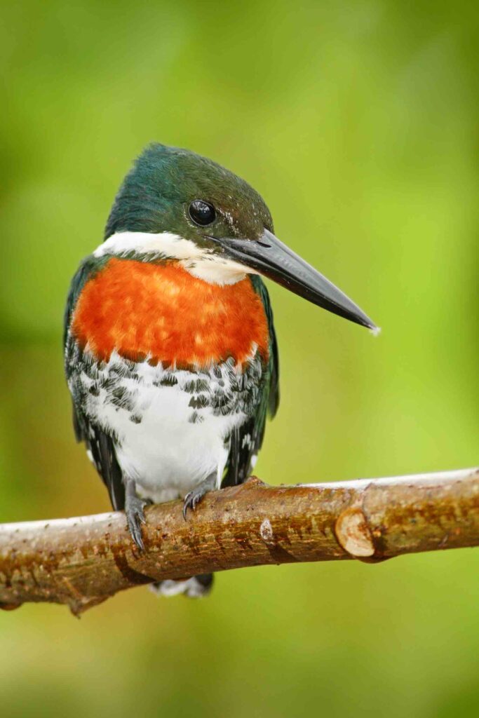 Amazon Kingfisher bird