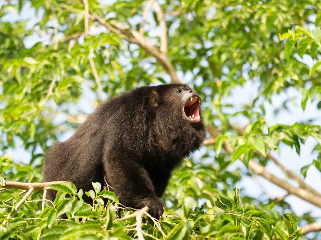 Black howler monkey