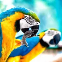 Blue and yellow macaw is one of the prettiest Amazon Rainforest birds