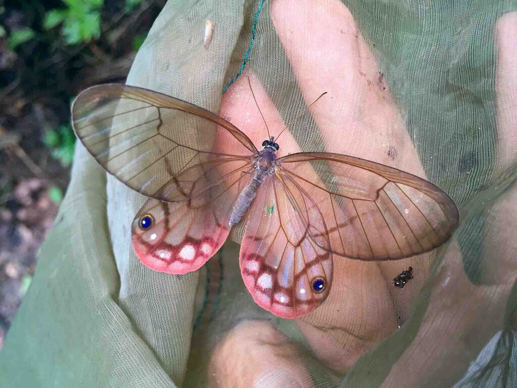 Blushing Phantom Butterfly