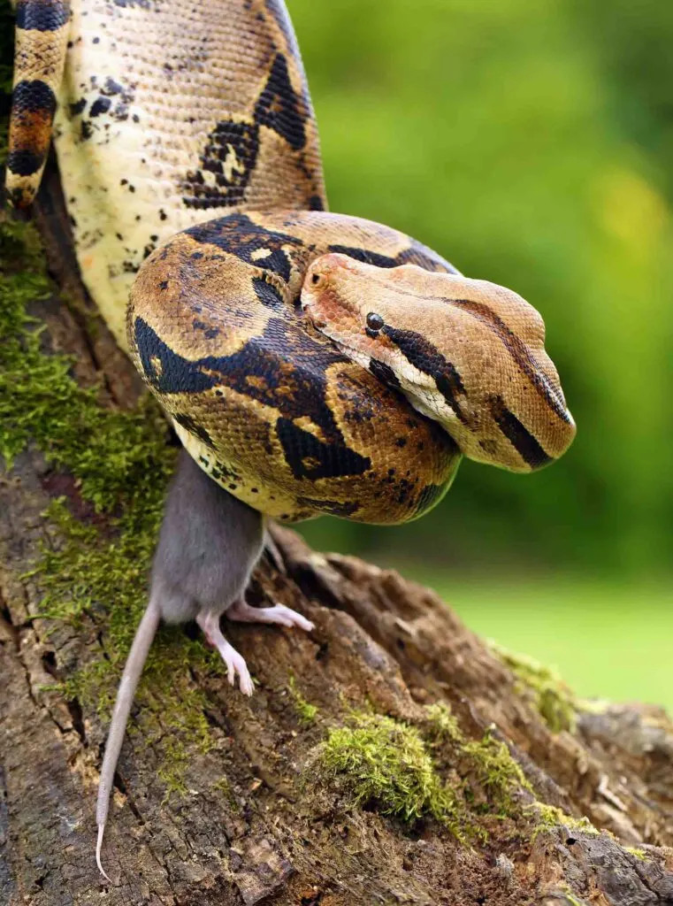 Boa constrictor is an Amazon Rainforest snake