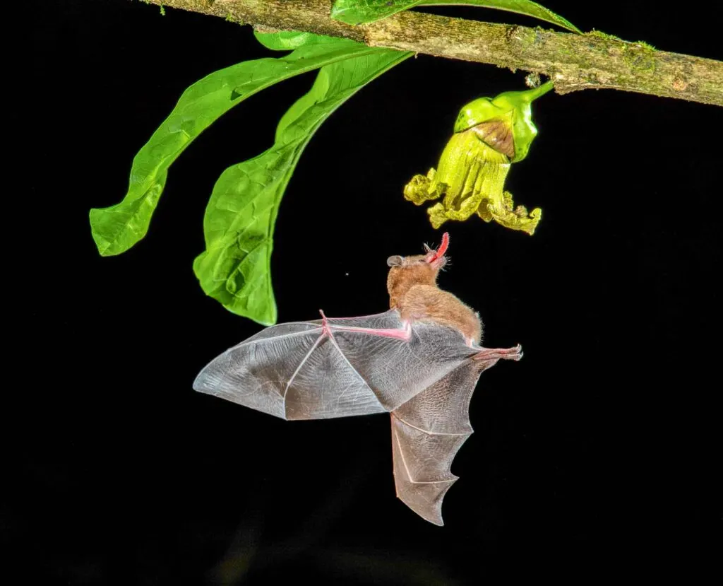 Brazilian brown bat in the Amazon Rainforest