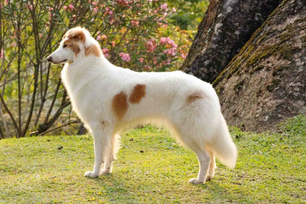 The gaucho sheepdog is a beautiful Brazilian dog