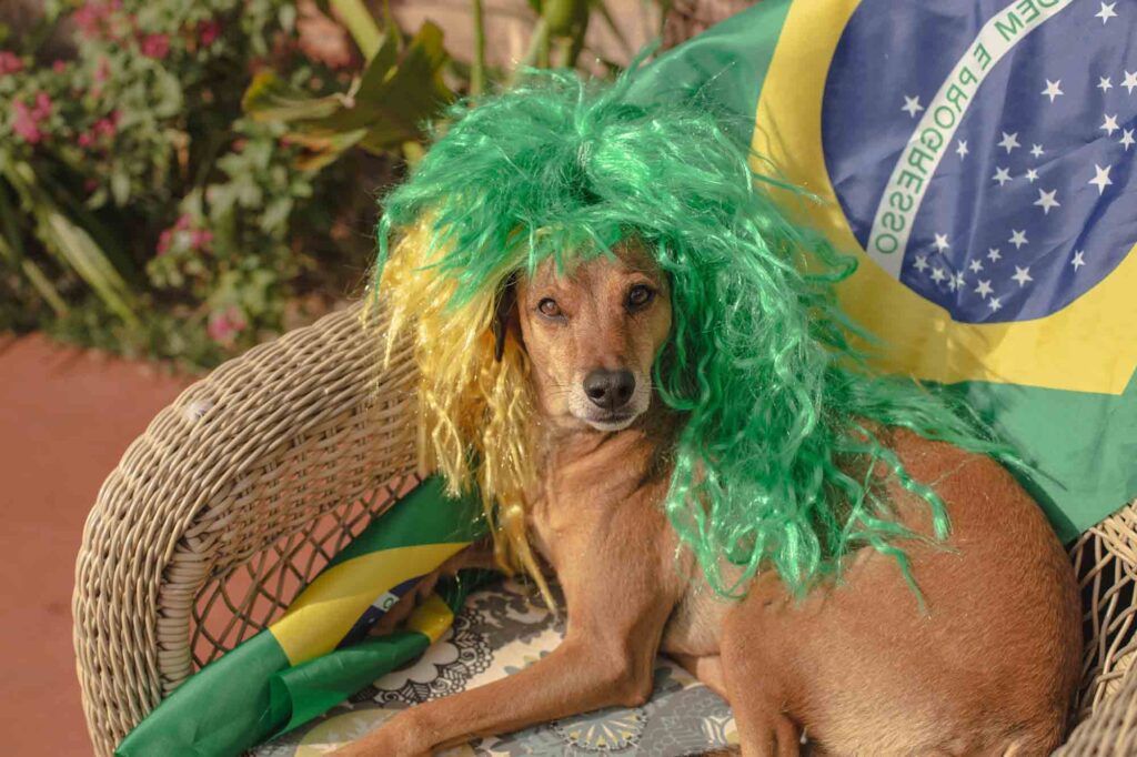 Brazilian dog wearing green wig near country's flag