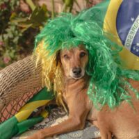 Brazilian dog wearing green wig near country's flag