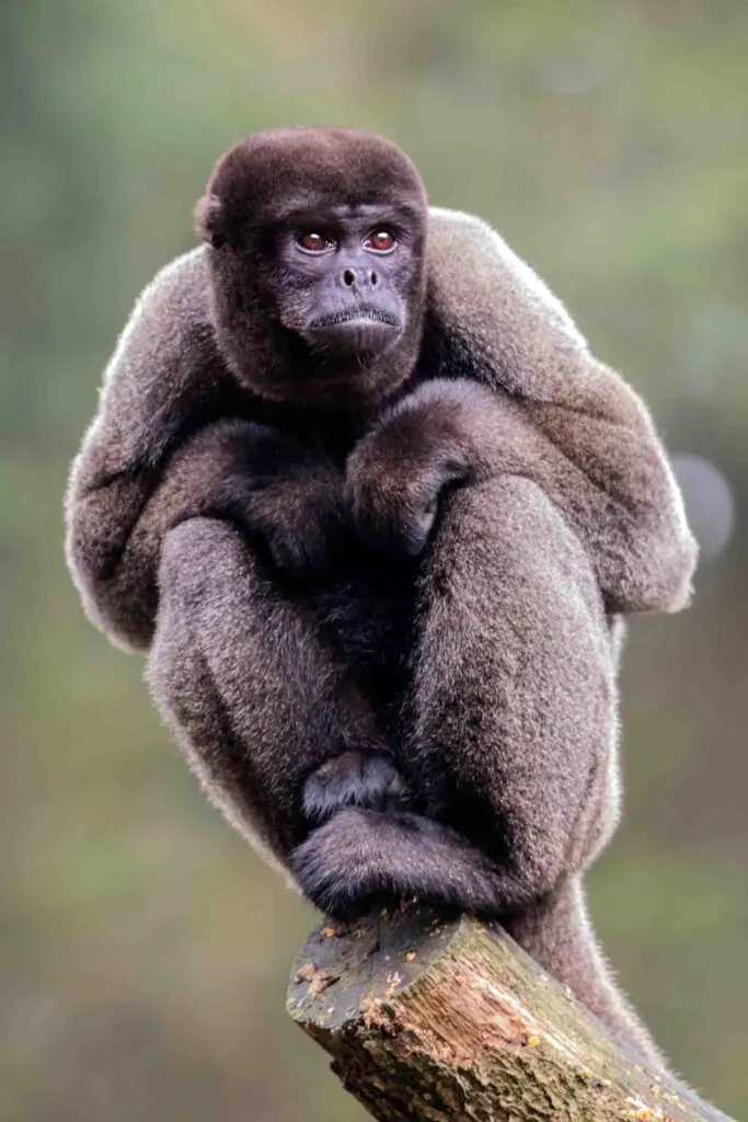 Brown Woolly Monkey