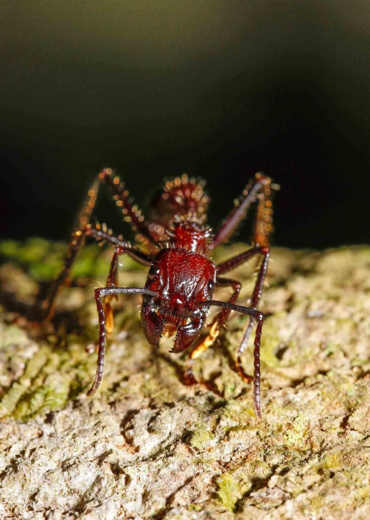 Bullet Insect 14 Cool Amazon Rainforest Insects • I Heart Brazil