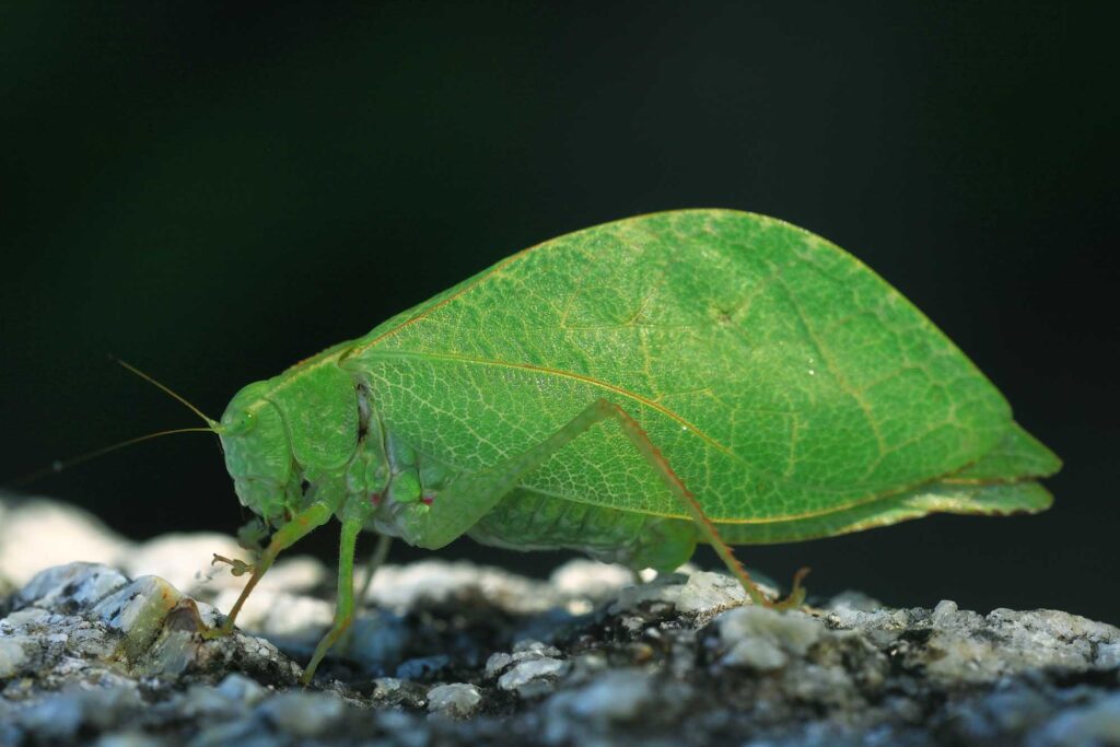 Bush cricket