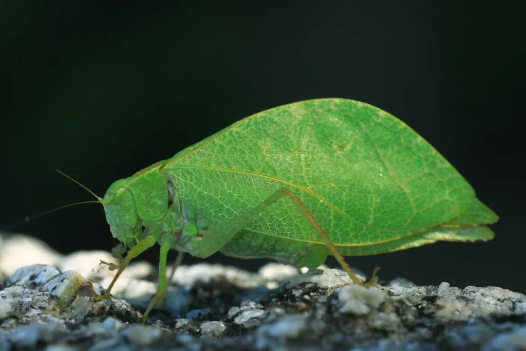 Bush cricket