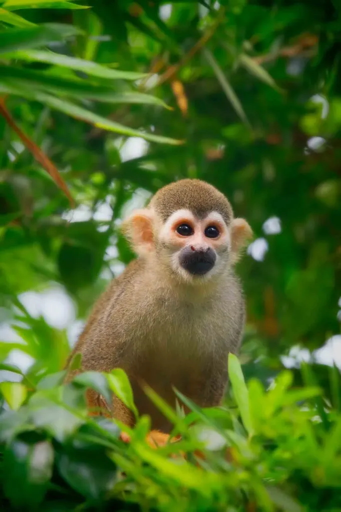 Common Squirrel Monkey