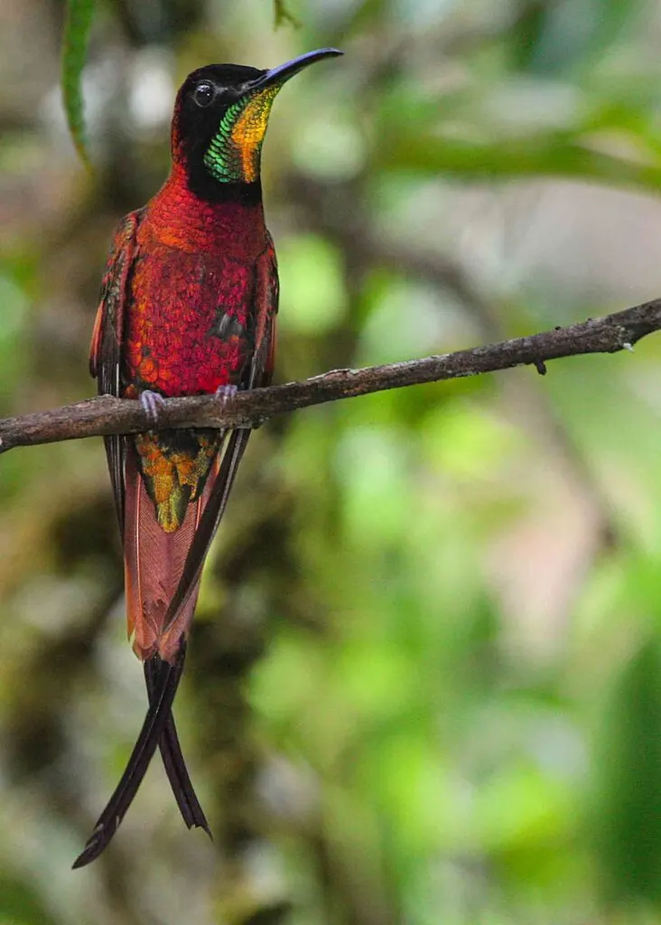 Crimson topaz bird