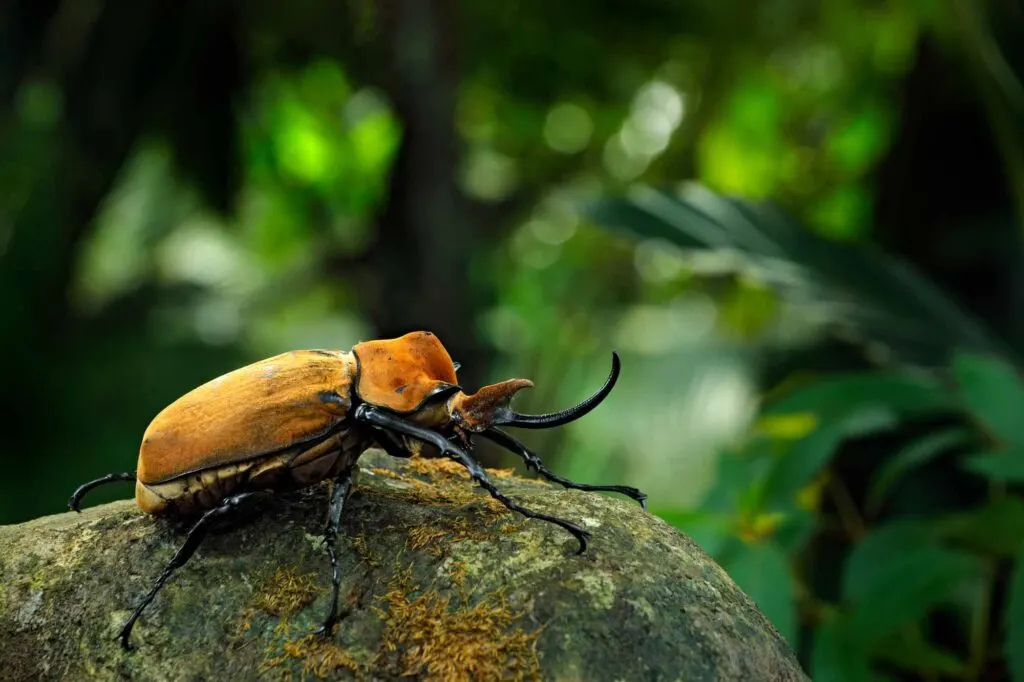 Elephant beetle