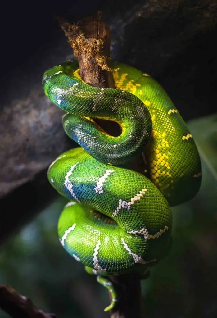 Emerald green boa snake