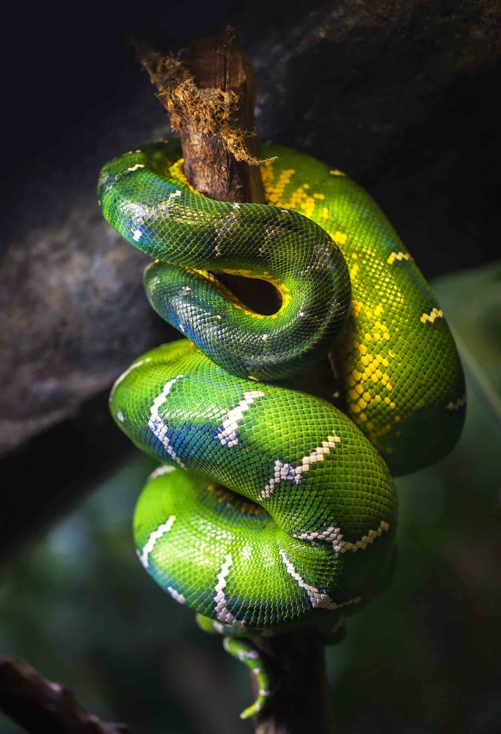 12 Striking Amazon Rainforest Snakes • I Heart Brazil