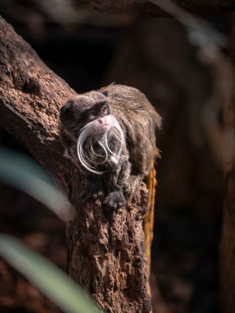 Emperor Tamarin Monkey