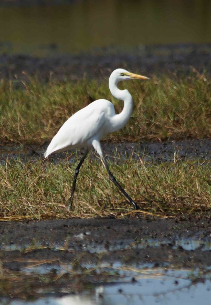 Great egret bird