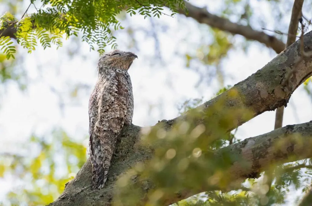 Great potoo bird