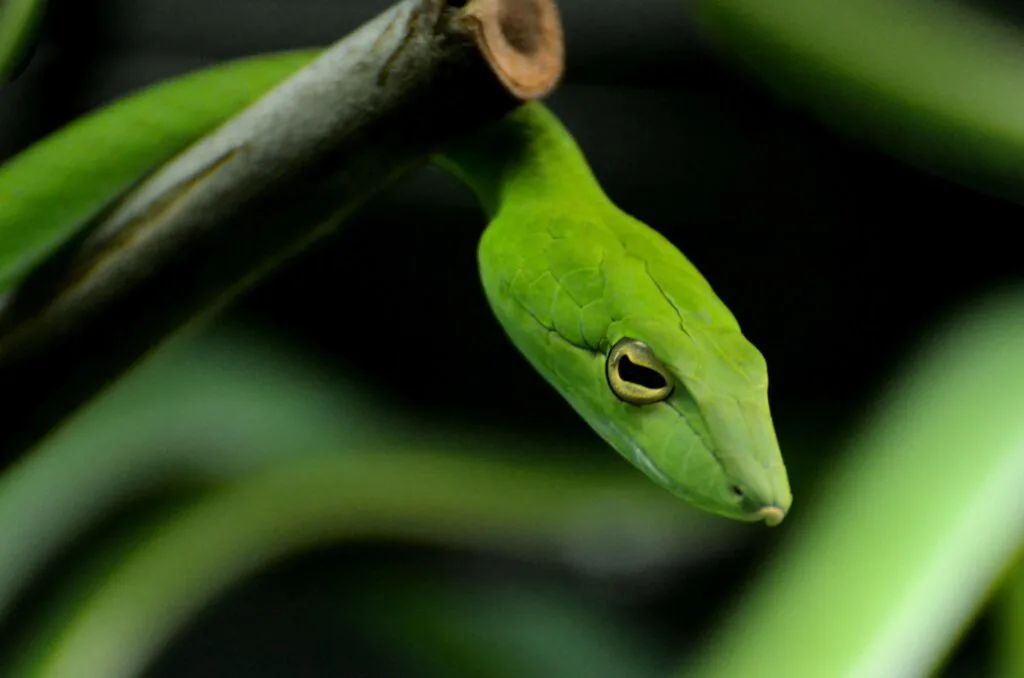 Green vine snake