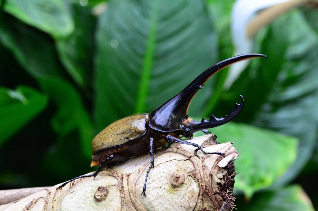 Hercules beetle