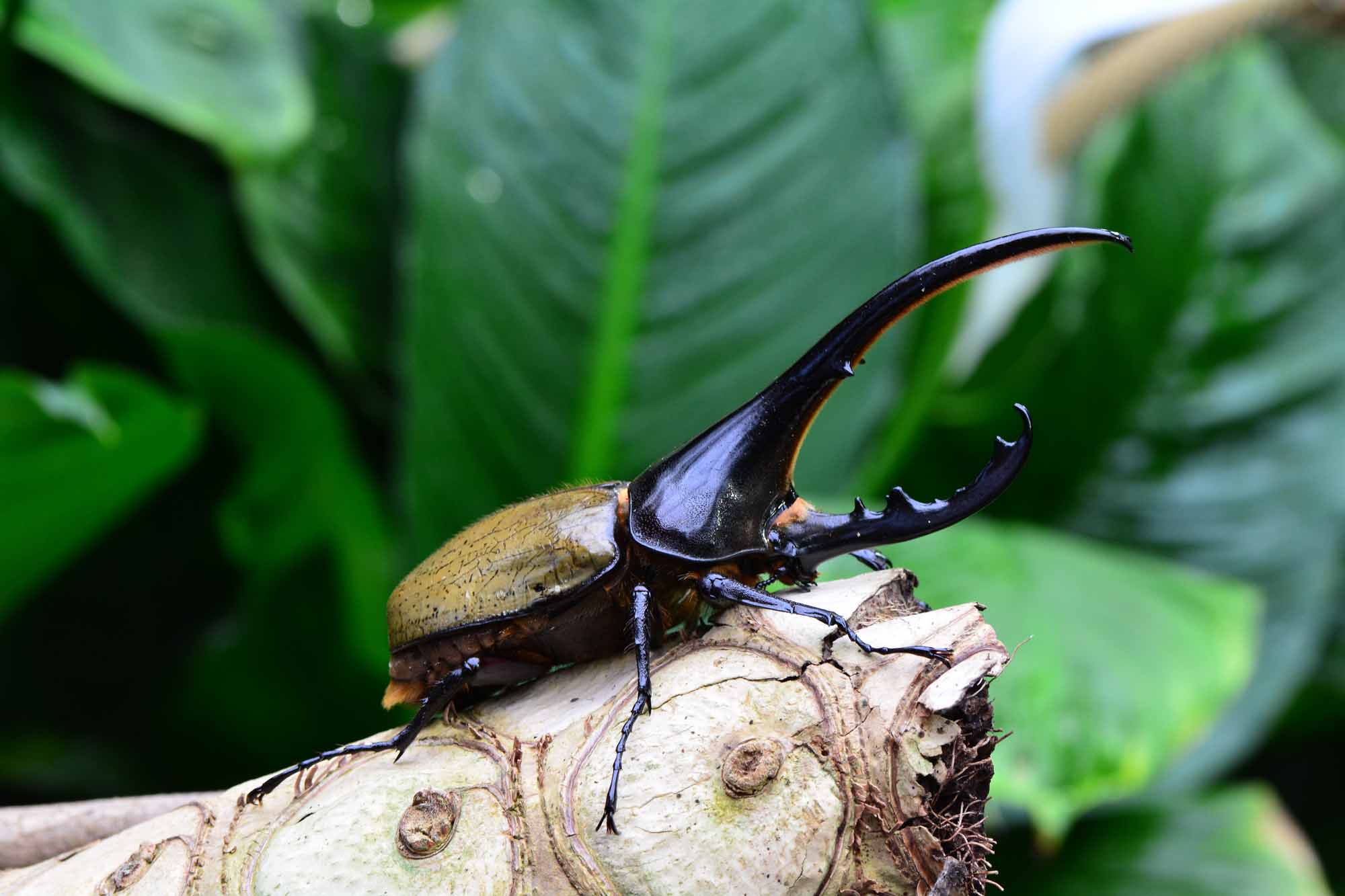 14 Cool Amazon Rainforest Insects • I Heart Brazil