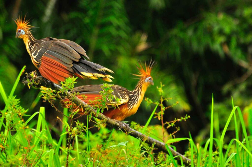 Hoatzin bird