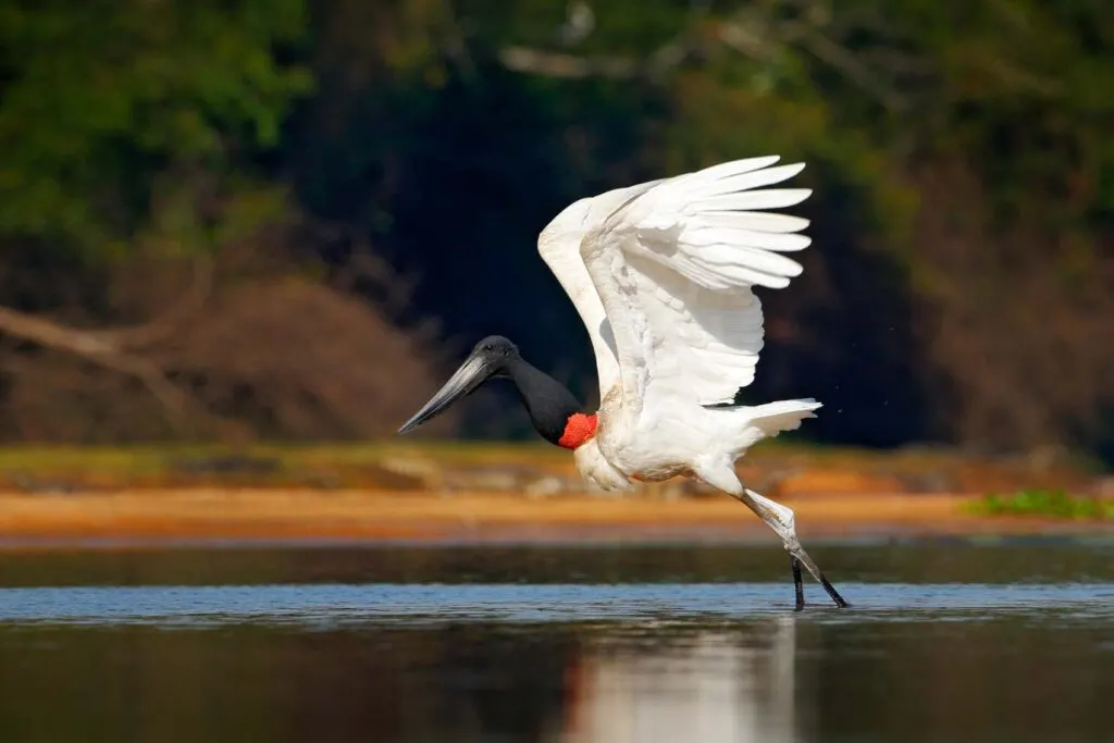 Jabiru stork bird