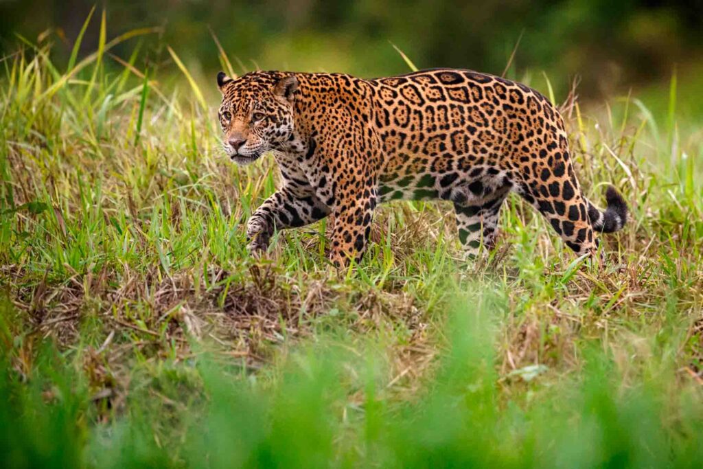 Jaguar is an Amazon Rainforest mammal