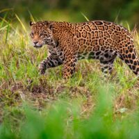 Jaguar is an Amazon Rainforest mammal