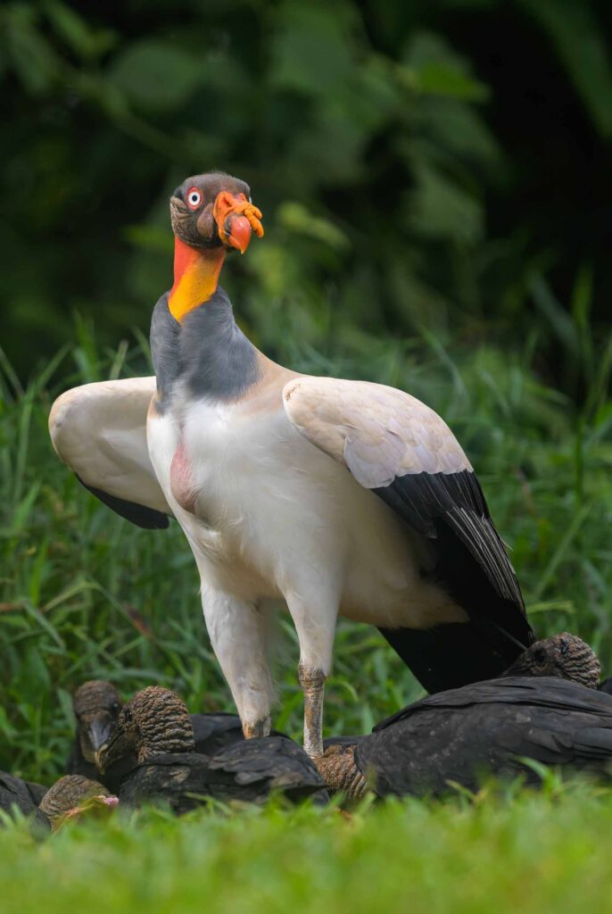 King vulture bird