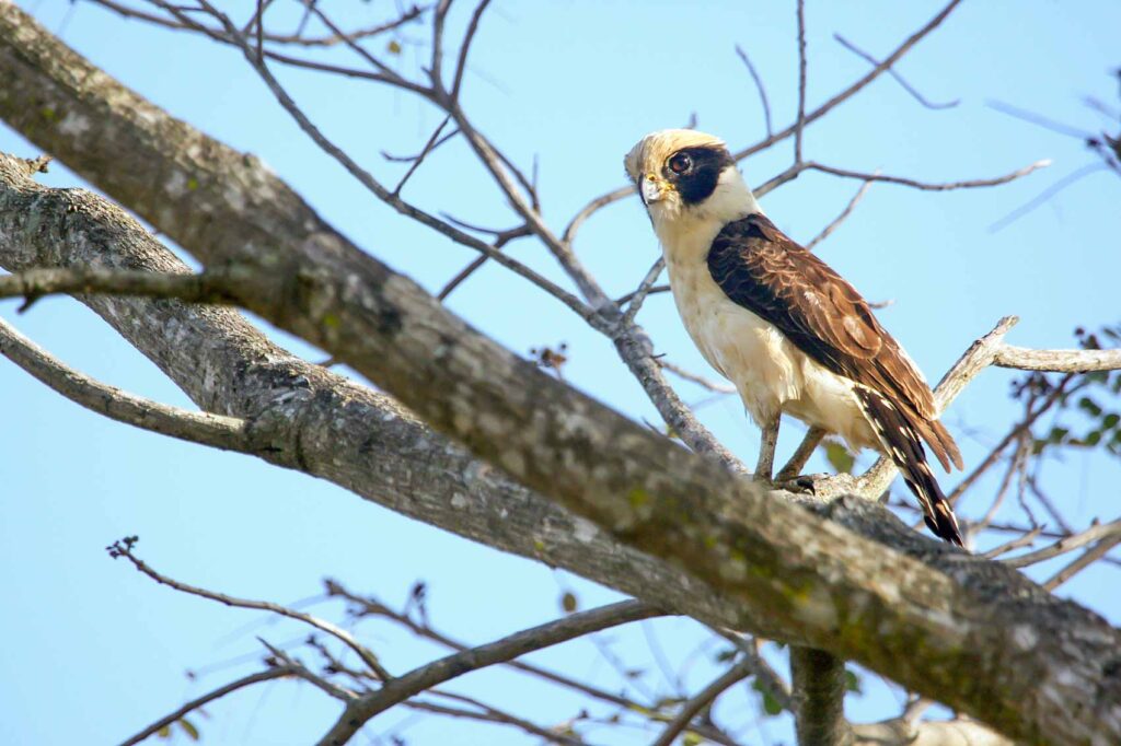 Laughing falcon bird