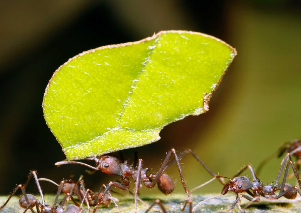 Leafcutter ant