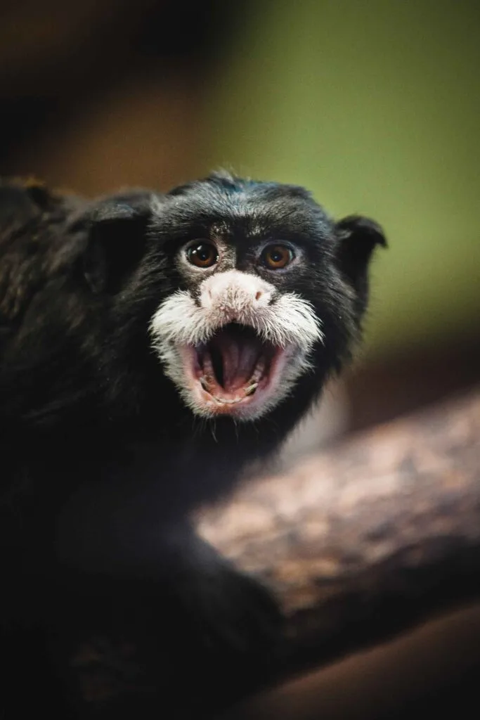 Mustached Tamarin Monkey