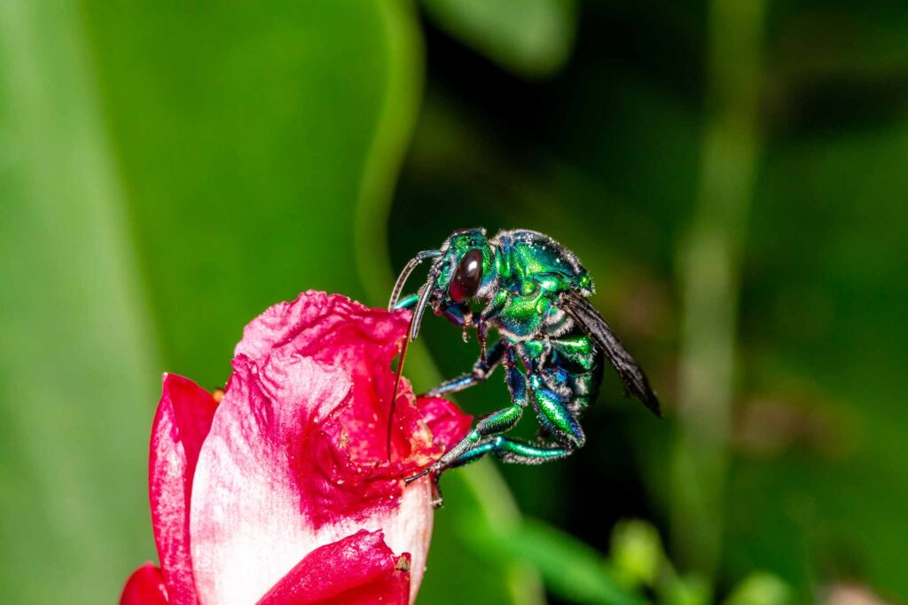 Orchid bee, euglossini