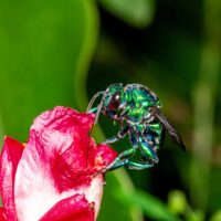 Orchid bee, euglossini