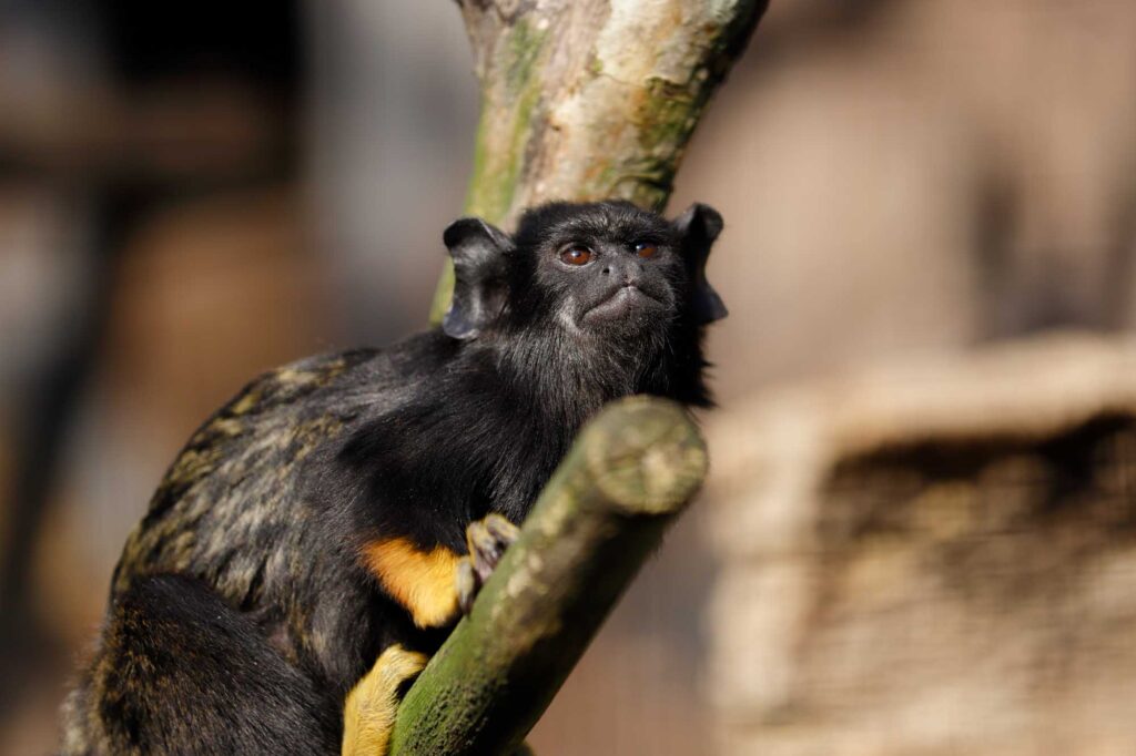 Red-handed tamarin monkey