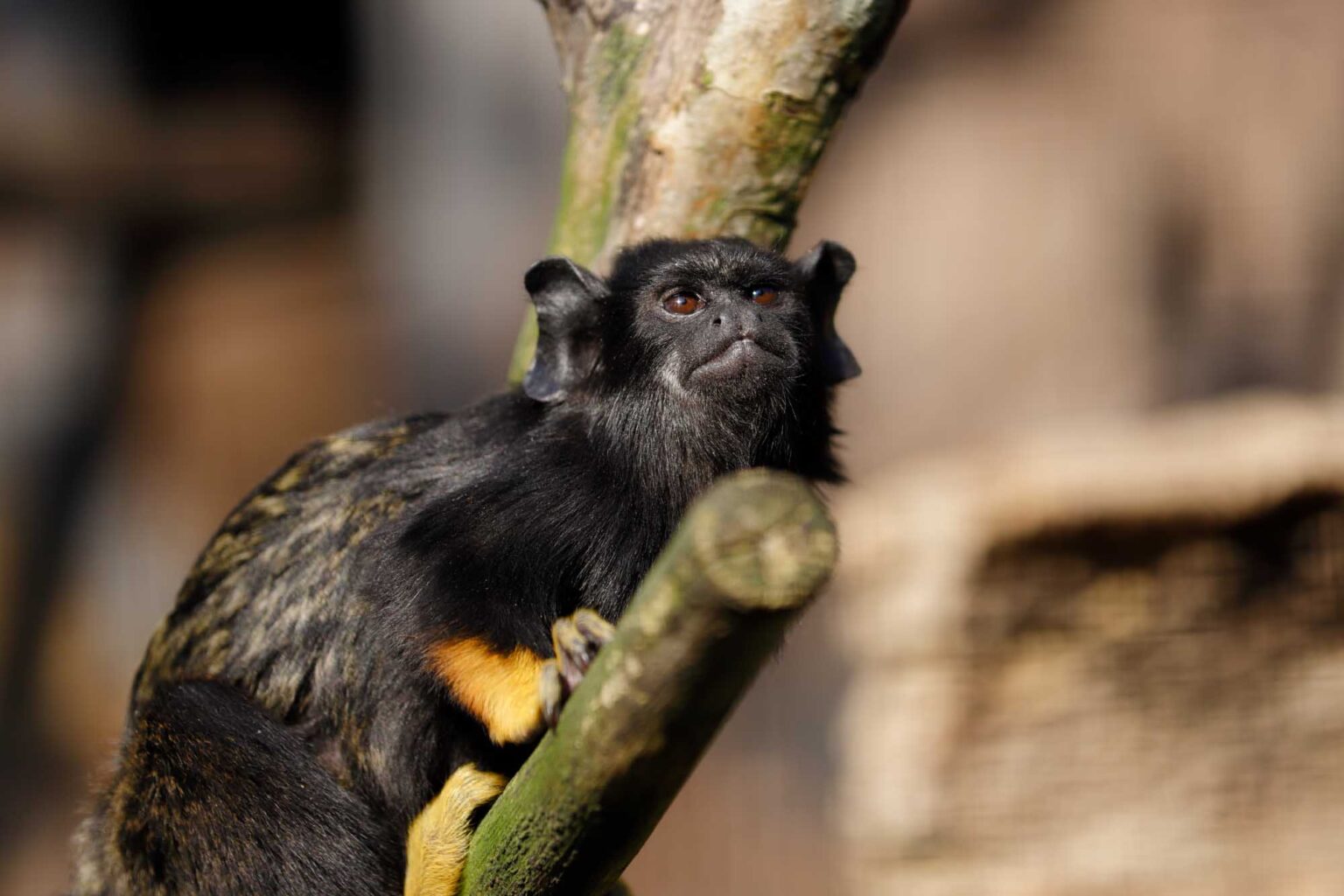 11-incredible-amazon-rainforest-monkeys-i-heart-brazil