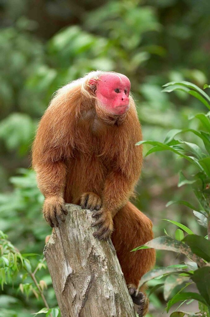 Bald uakari monkey