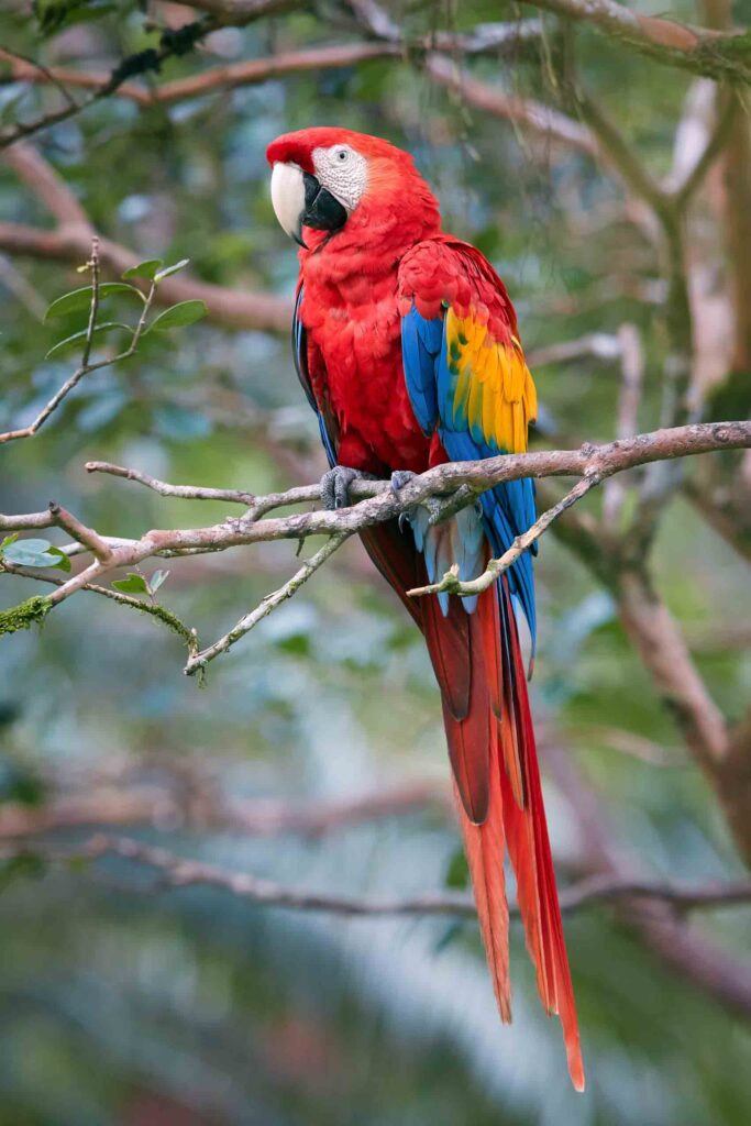 Scarlet macaw bird