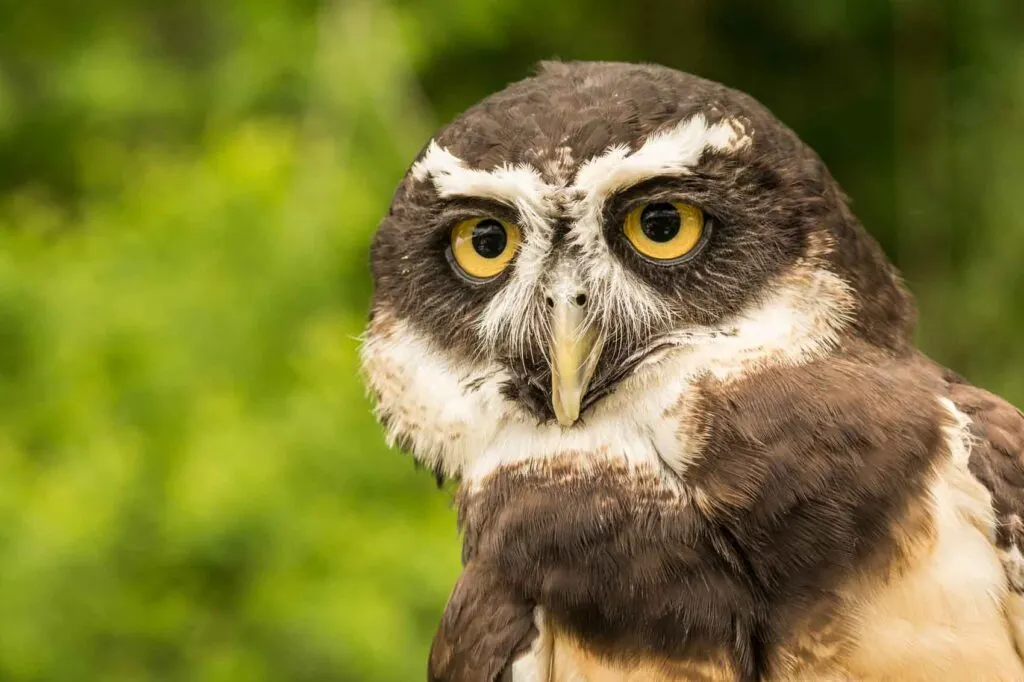 Spectacled owl bird
