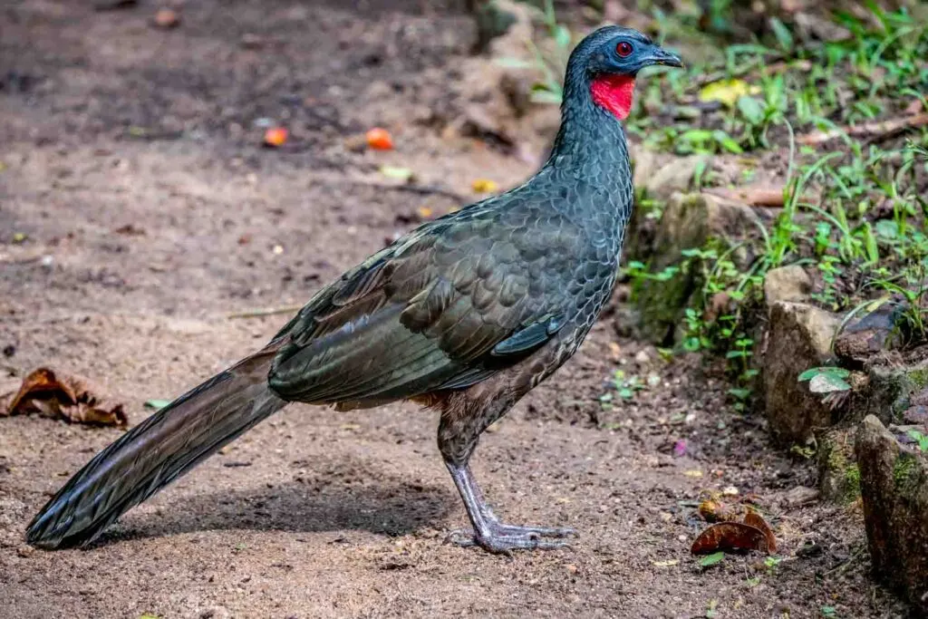 Spix's guan bird